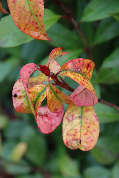 istock Red robin Photinia with disease 1294827107