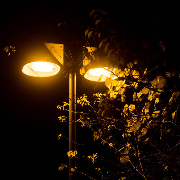 istock Street light among foliage 1294827945