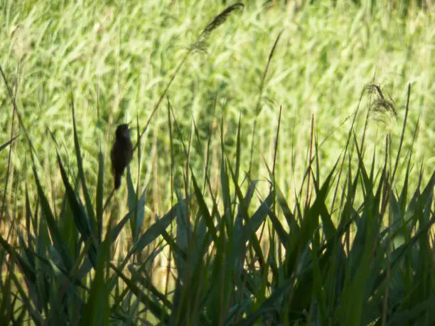 A defocused reed birds perched on vegetation. Marshland special area dense vegetation
