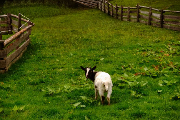 小さな黒と白のヤギはカメラを見ます - sheep fence zoo enclosure ストックフォトと画像