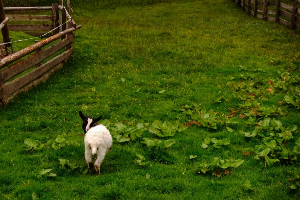 小さなヤギはハイキング中にカメラを振り返る - sheep fence zoo enclosure ストックフォトと画像