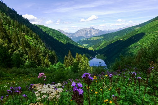 beautiful colorful flowers in a green mountain landscape in the summer