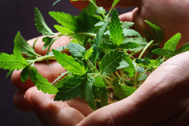 istock Cannabis sprouts in male hands. 1294829628