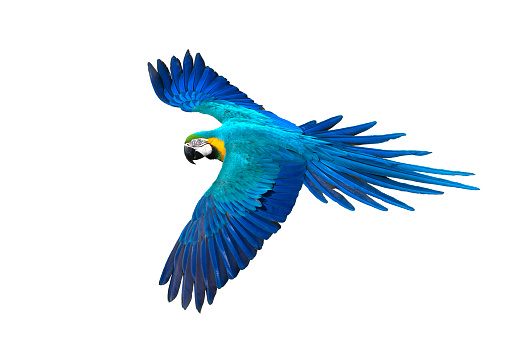 Hermoso pájaro volando, guacamayo azul y dorado volando aislado sobre fondo blanco photo