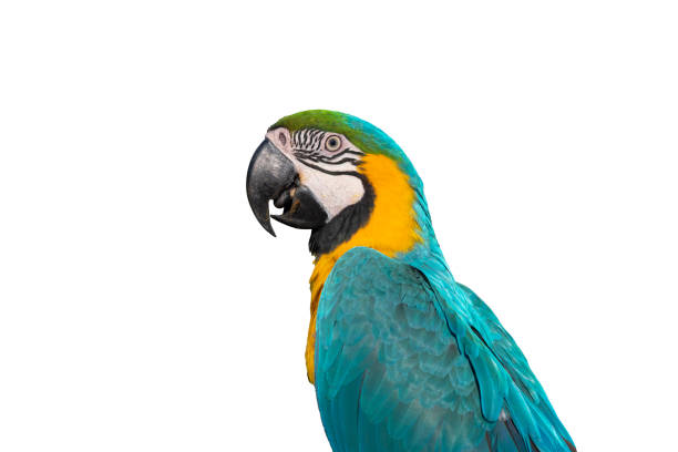 istock Bird ,Blue and gold macaw isolated on white backgrond 1294831159