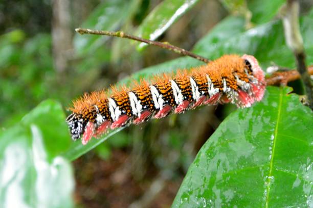 Colorful tropical caterpillar - Cameroon