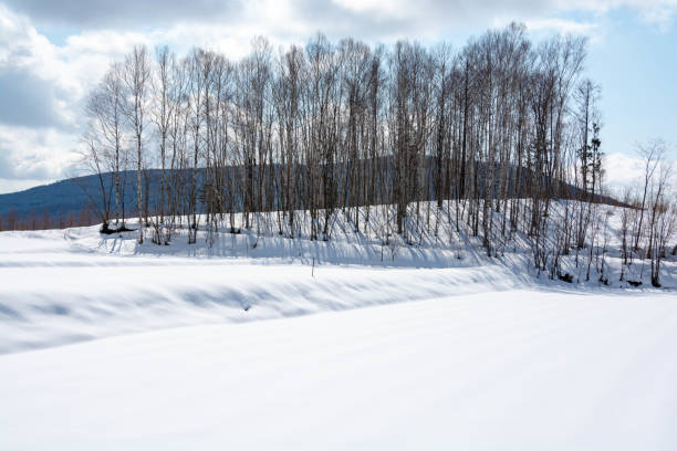 istock Snowfield and birch forest on a sunny winter day 1294834600