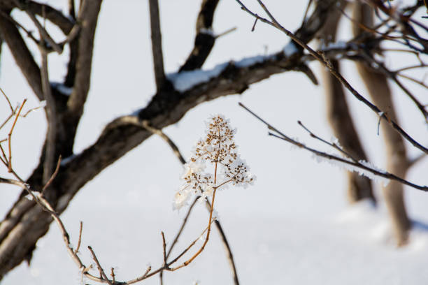 Rime on dead flowers on a cold winter morning
