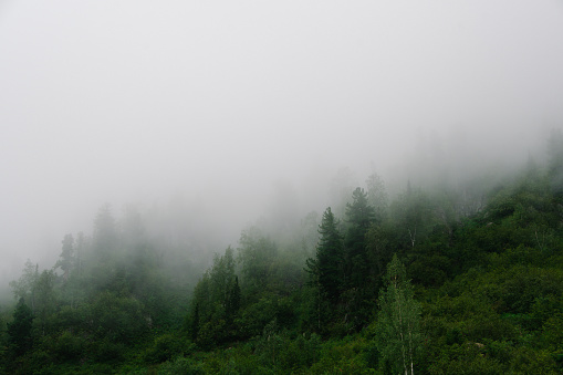 Foggy morning in woods. Treetops are covered with clouds in rainy weather. Pine trees on hillside on rainy day in fog.