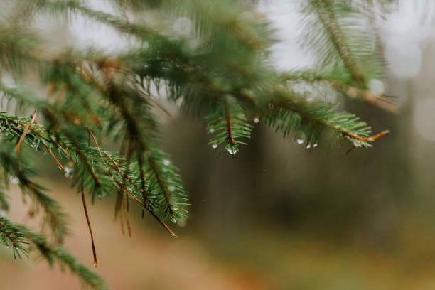 close-up of raindrops