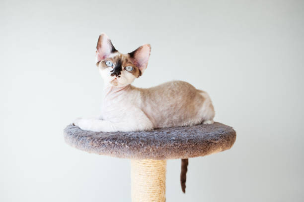 istock Bicolor point purebred Devon Rex feline is sitting on the cats plush house scratching post. 1294837956
