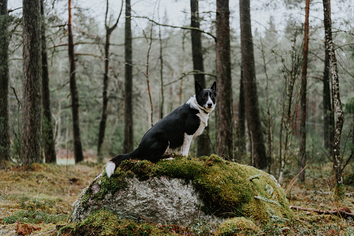 Dog outdoors in forest nature scenics\nBorder collie mix outdoors playing in the woods