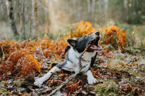 Dog outdoors chewing on stick in forest nature scenics\nBorder collie mix outdoors playing in the woods