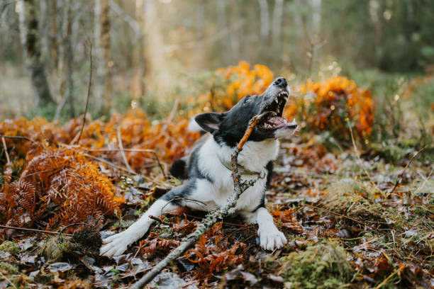 istock Dog outdoors chewing on stick in forest nature scenics 1294839701