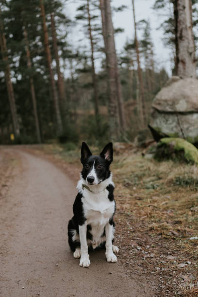 istock Dog outdoors in forest nature scenics 1294840005