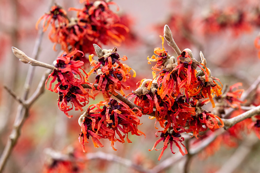 Hamamelis x Intermedia 'Diane' (Witch Hazel) a winter spring flowering shrub plant which has a highly fragrant springtime red flower and leafless when in bloom stock photo image