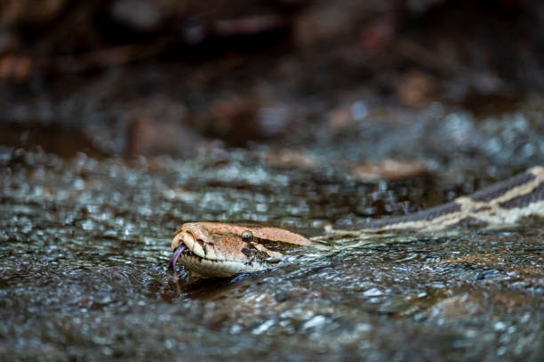 40+ Asian Rock Python Stock Photos, Pictures & Royalty-Free Images - iStock