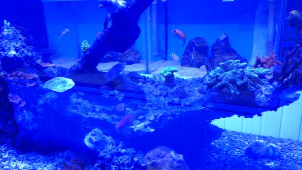 istock Large Marine fishtank blue light in England 1294843672