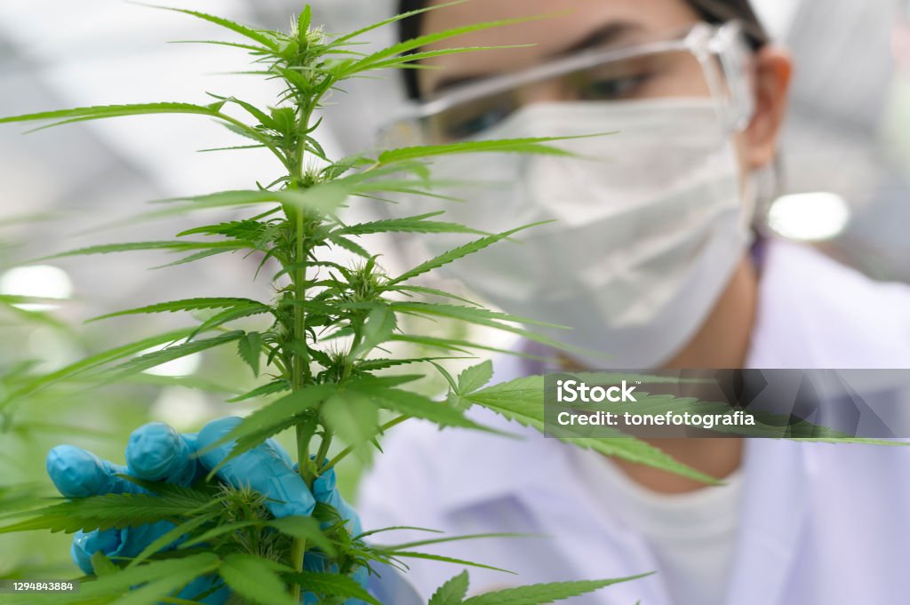 Close up of scientist with gloves and glasses examining cannabis sativa hemp plant Cannabis Plant Stock Photo