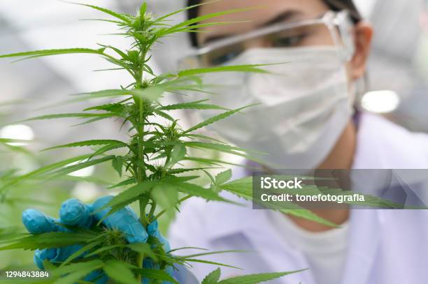 Close Up Of Scientist With Gloves And Glasses Examining Cannabis Sativa Hemp Plant Stock Photo - Download Image Now
