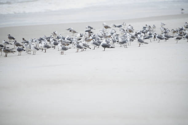 Flock of seagulls at the ocean beach