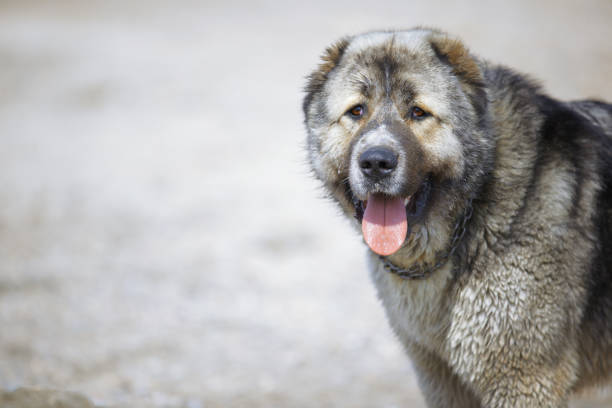 Central Asian Shepherd Dog looking sideways stock photo