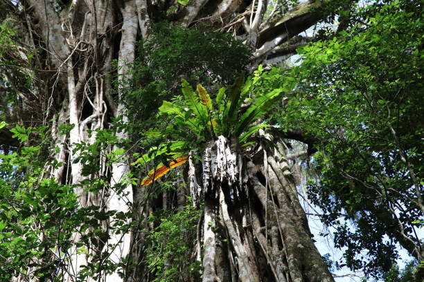 istock Looking up the giant Cathedral Fig Tree on the Atherton Tablelands, Queensland, Australia 1294845728
