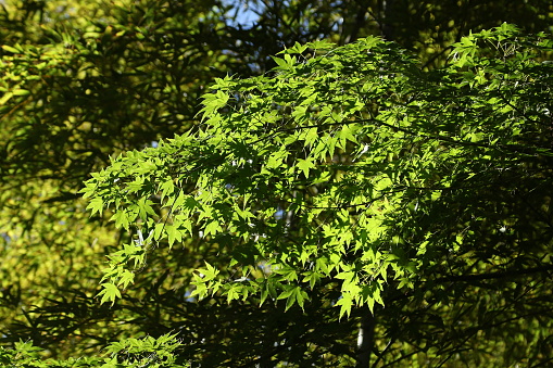 Shadow of leaves seen through white transparent cloth.