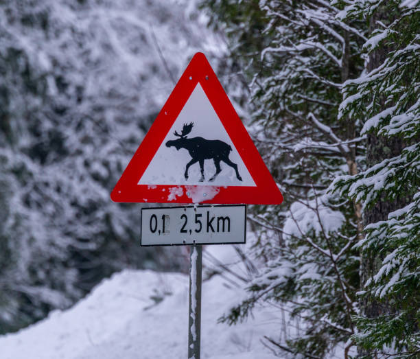 눈 덮인 겨울 한가운데에 있는 도로 옆에서 사슴 경고 표지판을 건너고 있습니다. - moose crossing sign 뉴스 사진 이미지