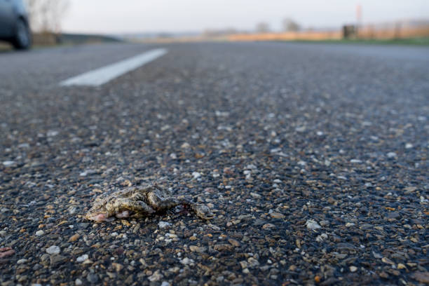Crushed  frog roadkill killed by a by car on asphalt