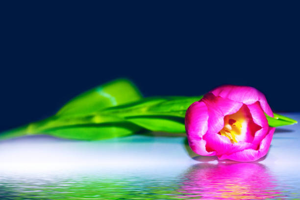 istock colorful spring tulip flower. 1294850311