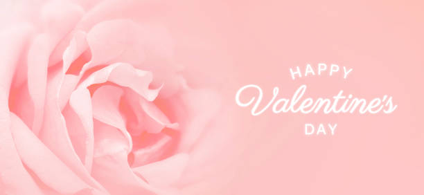ハッ�ピーバレンタイン。ピンクのバラの背景。バナー、チラシ、はがき用のデザイン。 - bed of roses celebration event beauty soft focus ストックフォトと画像