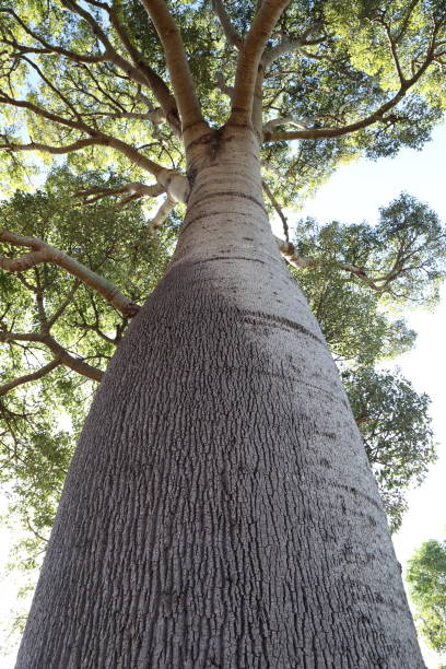 Narrow-leaved bottle tree or Queensland bottle tree (Brachychiton rupestris), Queensland, Australia