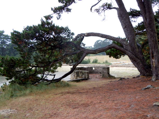 Bare tree seen from below.