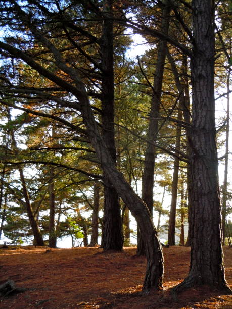 istock Trees - island of Morbihan 1294853735