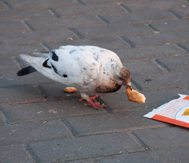 istock City pigeon with bread in its beak 1294855928