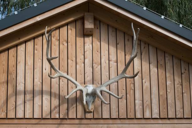 deer antlers as a hunting trophy on a building front