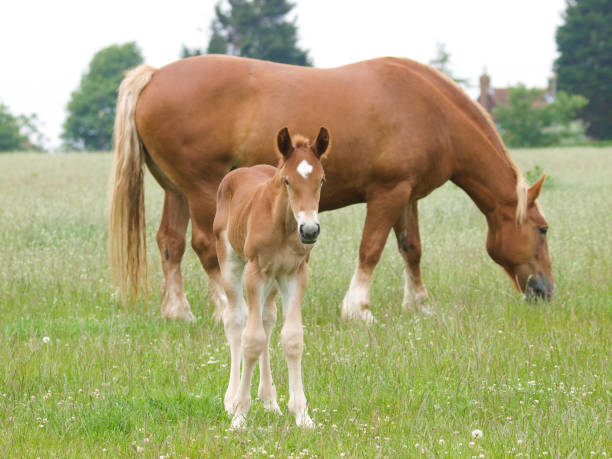 istock Rare Breed Suffolk Punch Mare and Foal 1294858312
