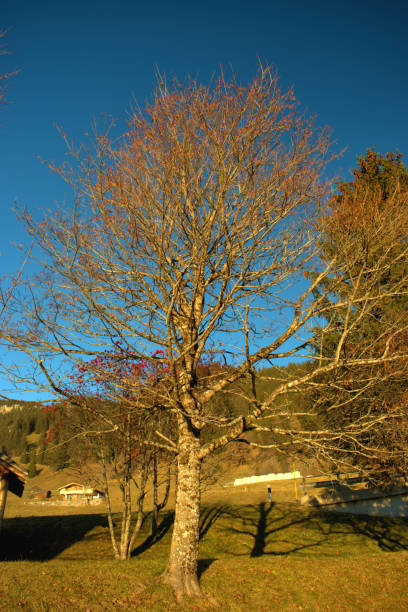 istock Autumn panorama in Triesenberg in Liechtenstein 27.11.2020 1294858544