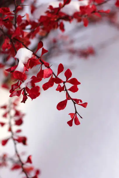 Photo of shrub with red leaves covered with snow