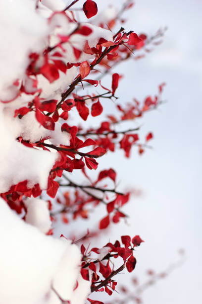 istock shrub with red leaves covered with snow 1294858721