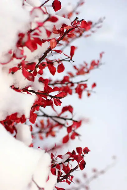 Photo of shrub with red leaves covered with snow