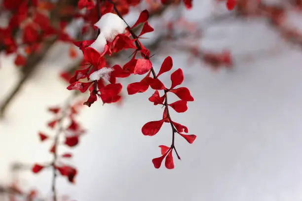 Photo of shrub with red leaves covered with snow