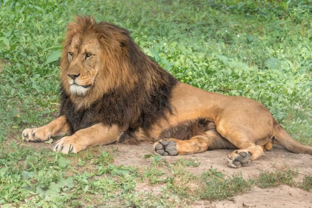 istock Lion lying and resting on sunny day on the ground 1294859936