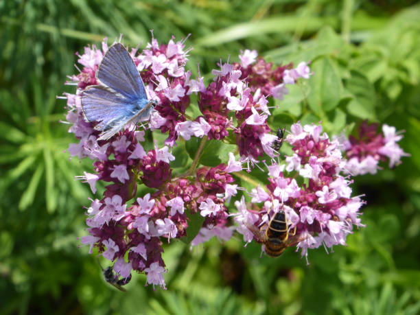 Several beautiful insects sit on this lilac blossom in my garden (South Germany)