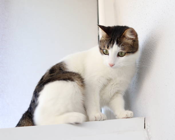 istock tabby cat jogged against a high wall. cute curious cat. 1294860269