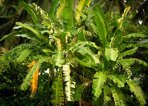 View of banana trees in a plantation, Pollachi, Tamil Nadu, India