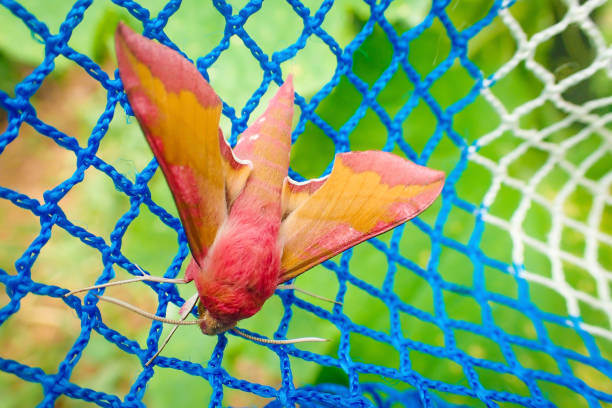 eine rosa-gelbe rosy-ahorn-motte - moth silk moth night lepidoptera stock-fotos und bilder