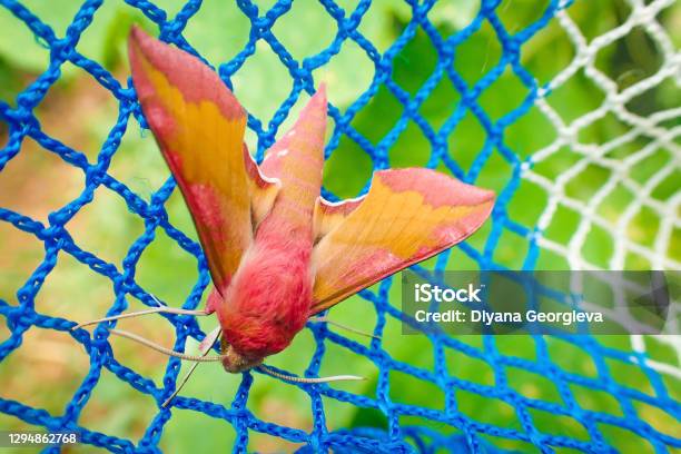 A Pinkandyellow Rosy Maple Moth Stock Photo - Download Image Now - Animal, Animal Antenna, Animal Behavior