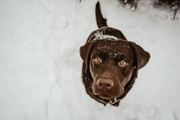 A young chocolate Labrador experiencing his first snow.